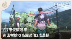Provincial Highway 7A Reopens, Nanshan Village Rushes to Harvest Cabbage with Estimated 20% Crop ...