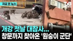 개강 첫날 대참사…기숙사 창문까지 찾아온 '원숭이 군단'｜ TJB 대전·세종·충남뉴스