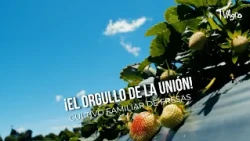 ¡El Orgullo de La Unión! Cultivo Familiar de Fresas- TvAgro por Juan Gonzalo Angel