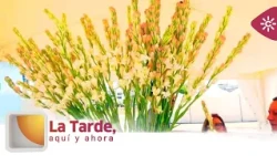 The Afternoon, Here and Now | Tuberose flowers perfume the Sanlúcar de Barrameda horse races