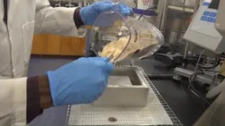 UMaine researchers turning wood into foam