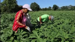 Agricultural workers prepare to celebrate their day