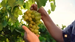 2026 Grape Harvest, Umbria gets an early start