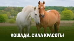 08/07 TV Film HORSES Romanovskaya