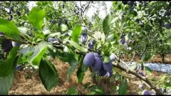 Voće dobro ponelo, izuzetno rodila i pšenica, kiša prija kukuruzu