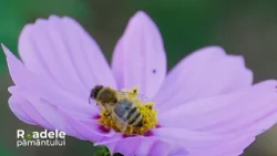 Polenizatorii, o investiție naturală în productivitate #roadelepamantului