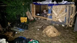 10 dogs seized from 'horrific' conditions in Stratford; owner arrested on cruelty charges