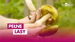 Time to Start Mushroom Picking in Chodzież