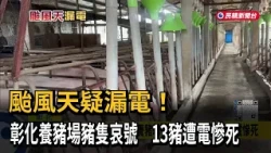 Suspected Power Leak During Typhoon! Pigs Wail at Changhua Farm, 13 Electrocuted to Death－FTV News