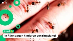 These animals were spotted most often on the schoolyard