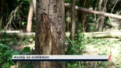 Híradó – 2026.07.15. – Szerda – Sopron TV