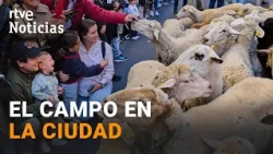 The transhumance festival returns to Madrid | RTVE News