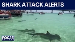 New shark attack alerts headed to beachgoers' phones