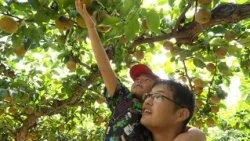 August 22, 2026: Pear Picking in Ryuo Town