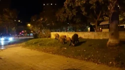 La seguretat de les persones, prioritat dels Agents Rurals quan hi ha senglars a la via urbana