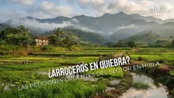 Rice Farmers Facing Bankruptcy? The Sector's Urgent Demands in Huila - TvAgro by Juan Gonzalo Angel