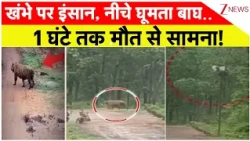 Breaking News: खंभे पर इंसान, नीचे घूमता बाघ.. 1 घंटे तक मौत से सामना!