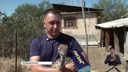 Жетісу өңірінде құс шаруашылығының жаңа бағыты дамып келеді