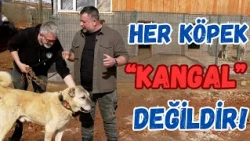 Not Every Dog Is a Kangal!