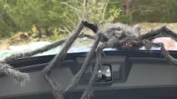 Video of The Week: Scenes from This Year's Trunk or Treat