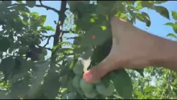 Plum trees at the Istrița Didactic Research Station, ready for harvest