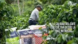 Coffee quality is cultivated from the roots with Nitrosoil - TvAgro by Juan Gonzalo Angel