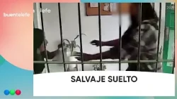 HE ATTACKED A WOMAN AND RIPPED OUT A CLUMP OF HER HAIR: his family CAN'T STOP HIM #BuenTelefe