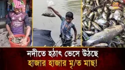 Poison or Gas in the River! Why Are Thousands of Fish Dying and Floating to the Surface? | Bangla TV