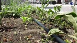 MUSCEL TV JOURNAL 06/25/2026 DRIP IRRIGATION SYSTEM FOR THE BOULEVARD FLOWERS