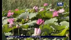 Lotus flowers spread in the Atyrau region: what do environmentalists say?