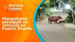 Hippopotamus chased a vehicle for several minutes while it was driving on the roads of Puerto Tri...