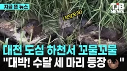 대전 도심 하천서 꼬물꼬물… "대박! 수달 세 마리 등장🦦"｜ TJB 대전·세종·충남뉴스