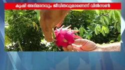 പാഠങ്ങൾ പാടത്തേക്കിറക്കി അധ്യാപകൻ; ഡ്രാഗൺ ഫ്രൂട്ട് കൃഷിയിൽ വിസ്മയം തീർത്ത് വിൽസൺ | Dragon Fruit