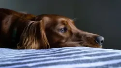 Expert warns that mast cell tumor is the most common skin cancer in dogs