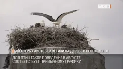 storks are gathering