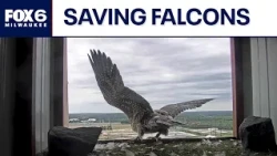 Wisconsin's Peregrine Falcon Recovery Project restoring species | FOX6 News Milwaukee