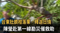 Tangerines fall and custard apples burn in Taitung; Chen Ying goes to the front lines to assess t...