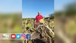 SUNFLOWER PRODUCERS HAVE THEIR EYES ON TRAKYA BIRLIK