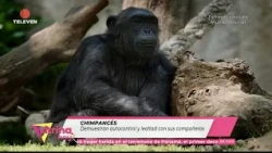 In Focus: Chimpanzees Recognize Those They Have Bonds With – Vitrina Hoy