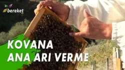 Kovana Ana Arı Nasıl Verilir?