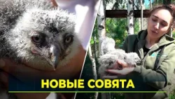 Snowy owl chicks hatch at Russia's northernmost zoo