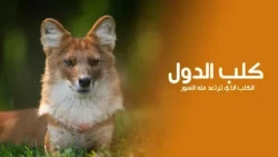 The Silent Killer: The Animal That Even the Fiercest Predators Dare Not Face!