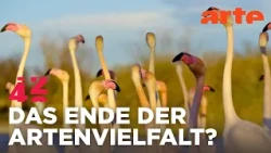 Können wir das Artensterben noch aufhalten? | 42 - Die Antwort auf fast alles | ARTE