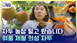 단맛 한도 초과! 여름철 집 나간 입맛 단번에 살려주는 의성 자두💦🍑