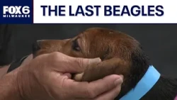 Ridglan Farms beagles: Last dogs released from Wisconsin facility | FOX6 News Milwaukee