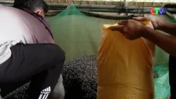THU NHẬP KHÁ NHỜ BẮT ỐC ĐINH
