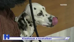 Kisállatok a hivatalban – ZTV Híradó 2026-10-02