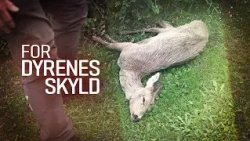 For dyrenes skyld (3:4) Livløst rålam
