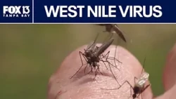 West Nile virus on the rise — where does Florida stand?