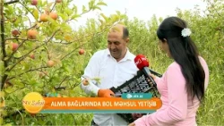 Şərurun alma bağlarında bol məhsul yetişib